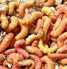 Butterworms