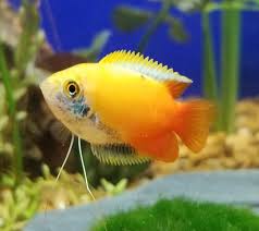 HONEY GOLDEN GOURAMI (Colisa Chuna)