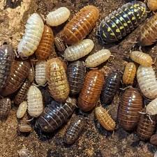 Isopod Laevis Assorted