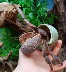 LAND HERMIT CRAB INDONESIAN (Coenobita Brevimanus)