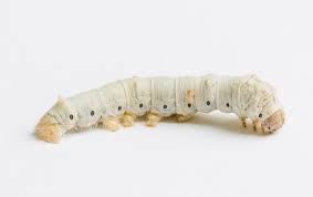 Silkworms