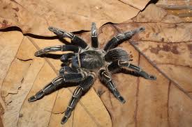 TARANTULA STRIPED KNEE 3 INCH (Aphonopelma seemanni)