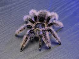 TARANTULA HONDURAS CURLY HAIR 1 INCH (Tlitocatl albopilosus)