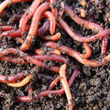 Earthworms