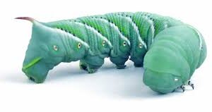 Hornworms