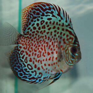 LEOPARD SPOT DISCUS (Symphysodon)