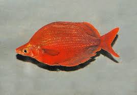 RED RAINBOWFISH MALES (Glossolepis Pseudoincisus)