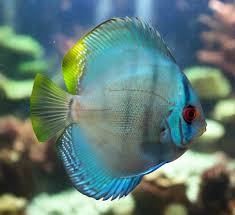 COBLAT BLUE DISCUS 3.5 INCHES (Symphysodon)