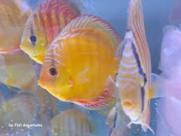 YELLOW ALENQUER DISUCS 3.5 INCHES (Symphysodon)