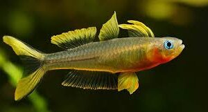 Forktail rainbowfish (Pseudomugil furcatus) sold as pairs