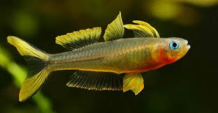 Forktail rainbowfish (Pseudomugil furcatus) sold as pairs