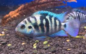 Honduran Red Point (Amatitlania siquia)