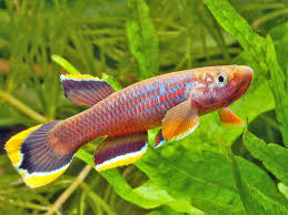 celia’s aphysemion (sold as pairs)