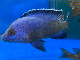 MBENJII BLUE REGAL (Aulonocara koningsi "Mbenji")