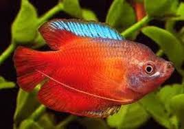 BLOOD RED DWARF GOURAMI (Trichogaster lalius)