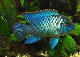 ELECTRIC BLUE ACARA (Andinoacara Pulcher)