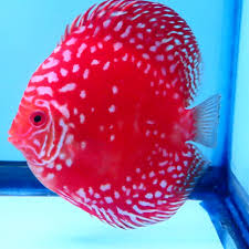 Marlboro Red Discus ( (symphysodon discus)
