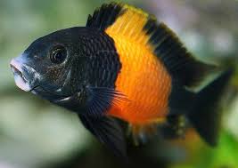 ORANGE FLAME TROPHEUS (Tropheus moorii bemba')