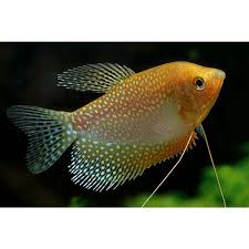 PEARL GOLDEN GOURAMI (Trichogaster leerii)