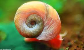 Rams Horn Snails ( Planorbarius corneus) $1.25 buy 10 for $10