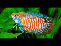 REGULAR DWARF GOURAMI (Trichogaster lalius)