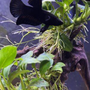 Black Night Betta (Actual pic of Betta in store)
