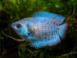 BLUE NEON DWARF GOUARMI (Trichogaster lalius)