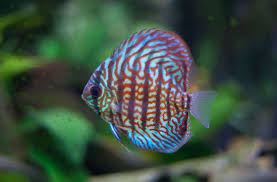 Red Turquoise Discus (symphysodon discus)