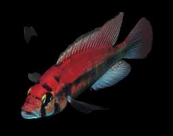 FLAMEBACK CICHLID (Haplochromis sp.)
