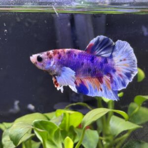 Plakat halfmoon dumbo ear candy cane male (Actual pic of betta in store)