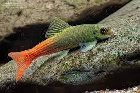 REDTAIL GARRA (garra panitvongi)