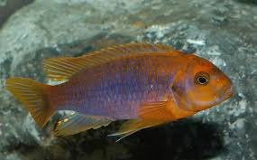 RUSTY CICHILD (Iodotropheus sprengerae)