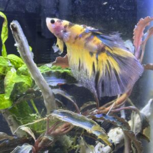 Super delta koi male yellow (Actual pic of betta in store)