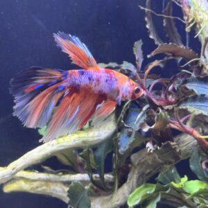 Super delta koi male Red (Actual pic of betta in store)