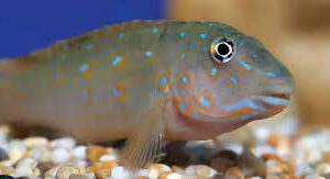 TANGANYIKAN GOBIES (Eretmodus, Tanganicodus)