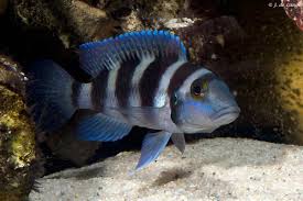 TRETS (neolamprologus tretacephalus)