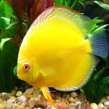 YELLOW DRAGON DISCUS (Symphysodon discus)