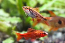 CHERRY BARB (Puntius titteya) "sold as pairs"