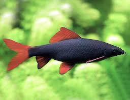 RAINBOW SHARK (Epalzeorhynchos frenatum)