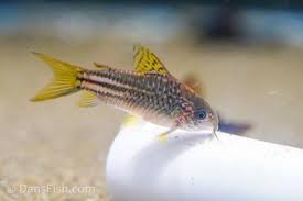 YELLOW FIN CORYDORAS (Gastrodermus sp. C123)