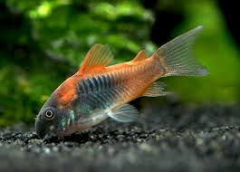 ORANGE VENEZUELAN CORY (Corydoras aeneus "Venezuela)