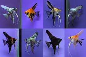 ASSORTED ANGELS MED (Pterophyllum scalare)