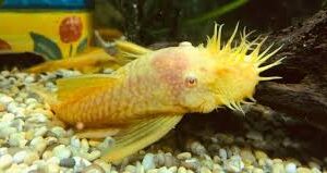 ALBINO BUSHY NOSE PLECO (Ancistrus sp.)