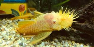 ALBINO BUSHY NOSE PLECO (Ancistrus sp.)