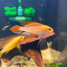 APISTOGRAMMA AGASSIZI FIRE GOLD (Apistogramma agassizi)