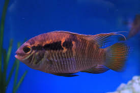 DWARF ACARA CICHLID (Laetacara thayeri)