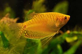 GOLDEN GOURAMI (trichogaster trichopterus)