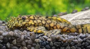 HONEYCOMB BUSHYNOSE L519 - (Ancistrus sp.)