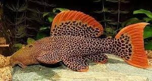 LEOPARD CACTUS PLECO L600 (Pseudacanthicus leopardus)