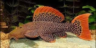 LEOPARD CACTUS PLECO L600 (Pseudacanthicus leopardus)